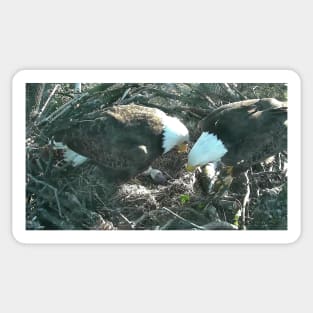 US Bald Eagles - Our National Bird VII Sticker